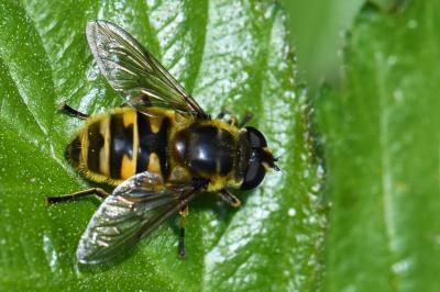 <i>Myathropa florea</i>