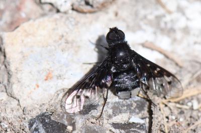 Anthrax aethiops