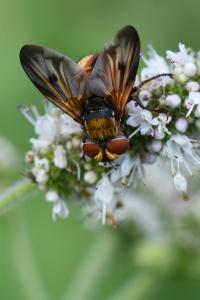 <i>Ectophasia crassipennis</i>