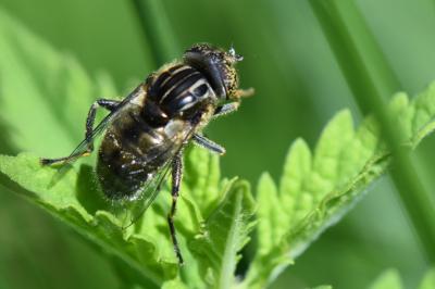 <i>Eristalinus sepulchralis</i>