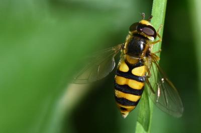 <i>Eupeodes latifasciatus</i>