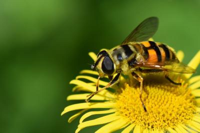 <i>Myathropa florea</i>