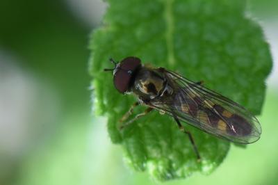 <i>Platycheirus scutatus</i>
