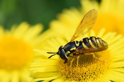 <i>Chrysotoxum verralli</i>