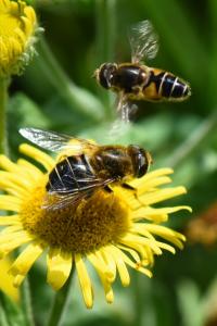 <i>Eristalis nemorum</i>