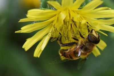 <i>Eristalis tenax</i>