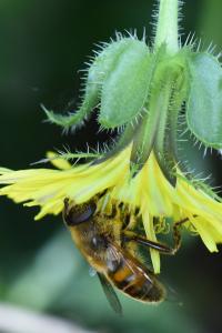 <i>Eristalis tenax</i>