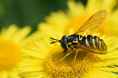 <i>Chrysotoxum verralli</i>