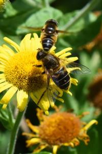 <i>Eristalis nemorum</i>