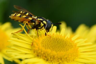 <i>Chrysotoxum verralli</i>