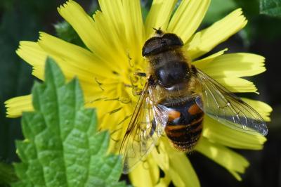<i>Eristalis tenax</i>