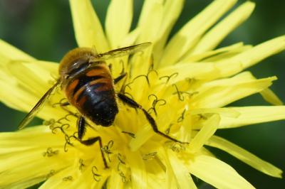 <i>Eristalis tenax</i>