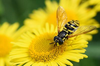 Chrysotoxum verralli