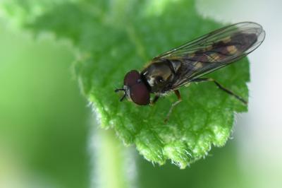 <i>Platycheirus scutatus</i>