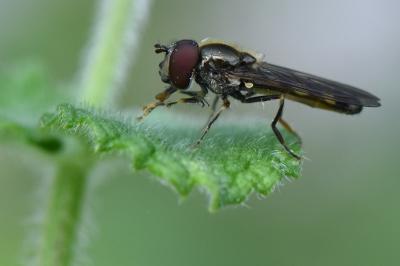 <i>Platycheirus scutatus</i>