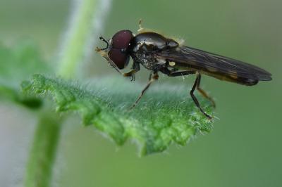 <i>Platycheirus scutatus</i>