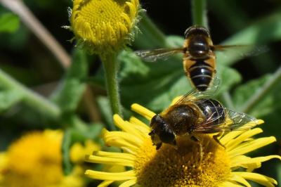 <i>Eristalis nemorum</i>