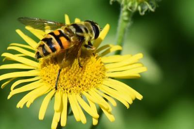 <i>Myathropa florea</i>