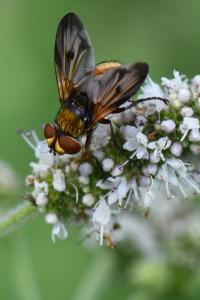<i>Ectophasia crassipennis</i>