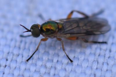 <i>Chorisops tibialis</i>