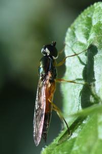 <i>Sargus bipunctatus</i>