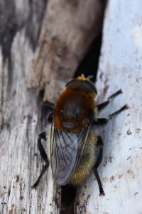 <i>Merodon equestris</i>