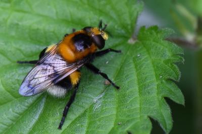 <i>Volucella bombylans</i>