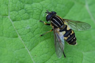 <i>Helophilus pendulus</i>
