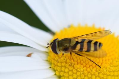 <i>Syrphus vitripennis</i>