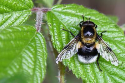 <i>Volucella bombylans</i>