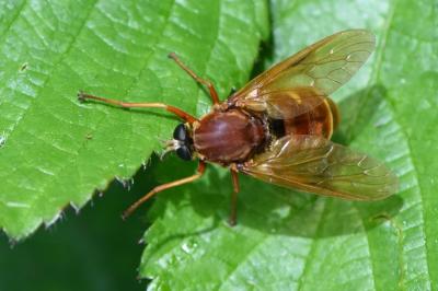 <i>Coenomyia ferruginea</i>