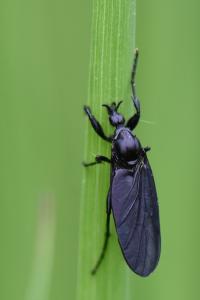 Bibion