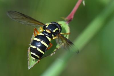 <i>Philhelius citrofasciatus</i>
