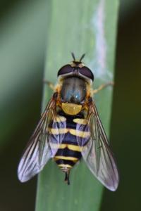 Syrphus ribesii