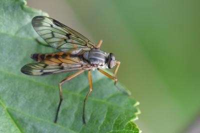 <i>Rhagio scolopaceus</i>