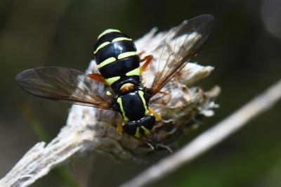 Philhelius citrofasciatus