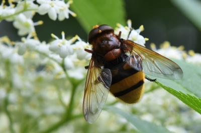 Volucella zonaria
