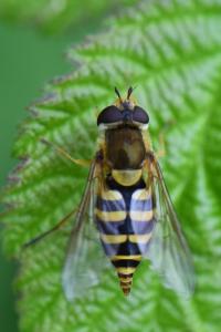 <i>Syrphus ribesii</i>