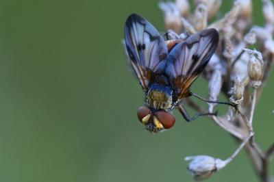 <i>Ectophasia crassipennis</i>