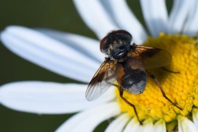 <i>Ectophasia crassipennis</i>