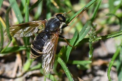 <i>Coenomyia ferruginea</i>