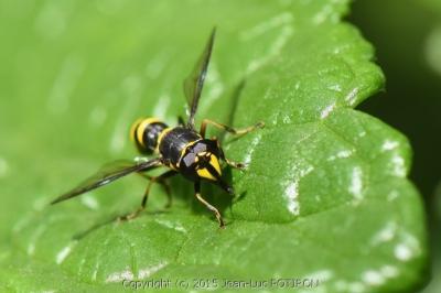 <i>Ceriana conopsoides</i>