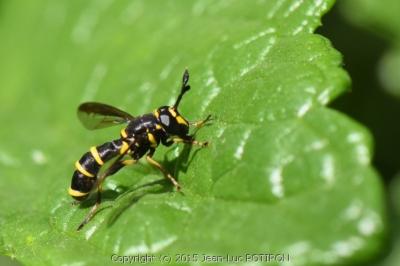 <i>Ceriana conopsoides</i>