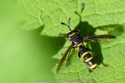 <i>Ceriana conopsoides</i>