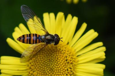<i>Episyrphus balteatus</i>