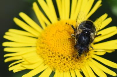 <i>Eristalinus sepulchralis</i>