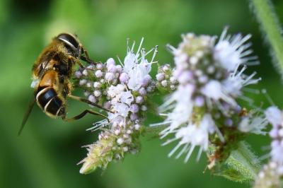 <i>Eristalis nemorum</i>