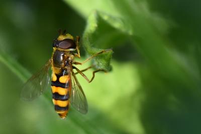 <i>Eupeodes latifasciatus</i>