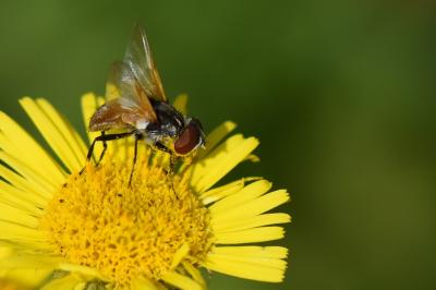 <i>Elomya lateralis</i>