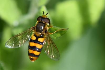 <i>Eupeodes latifasciatus</i>